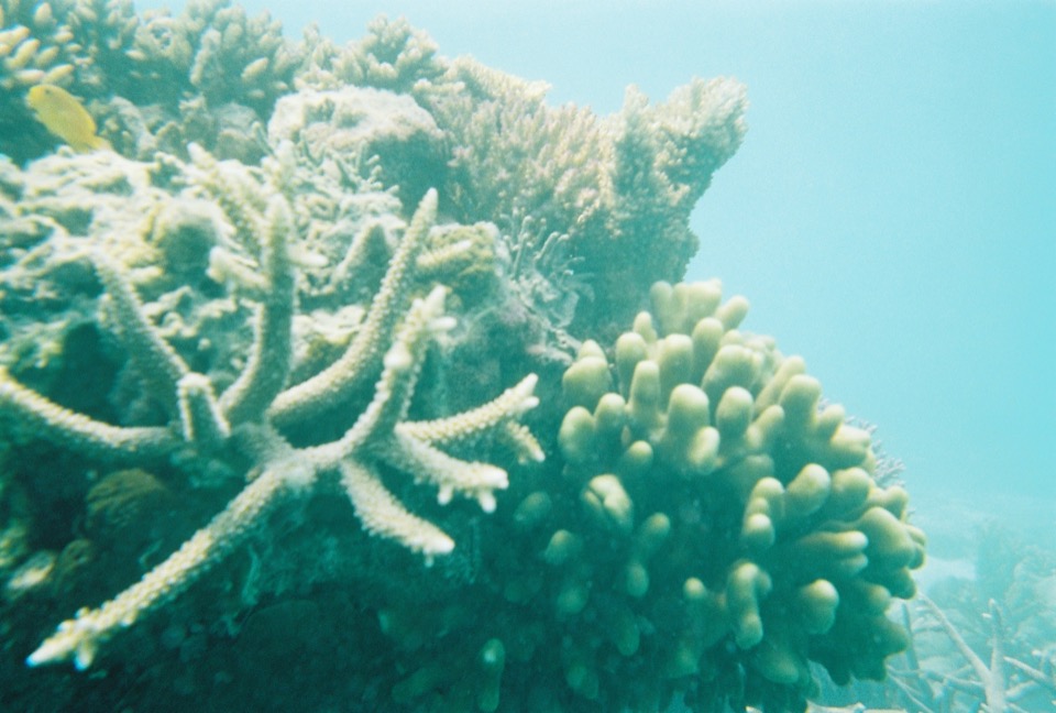 Duncan-Rawlinson-Photo-Great-Barrier-Reef-Queensland-Australia-20110411-A001222-R1-08-17A