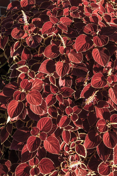 Red Leaves