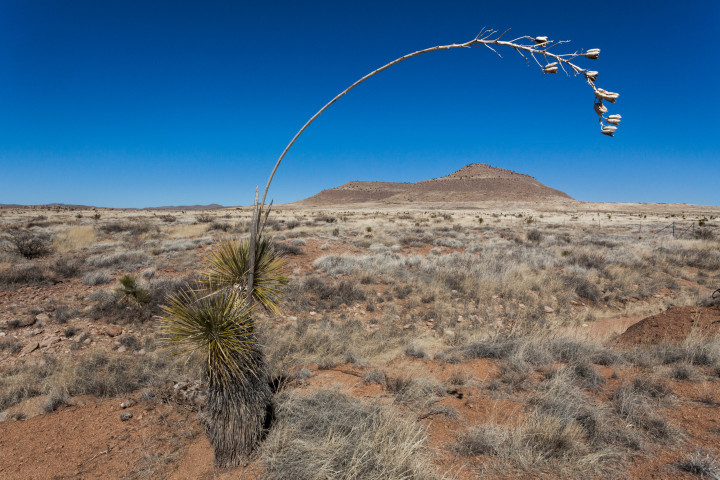 New Mexico