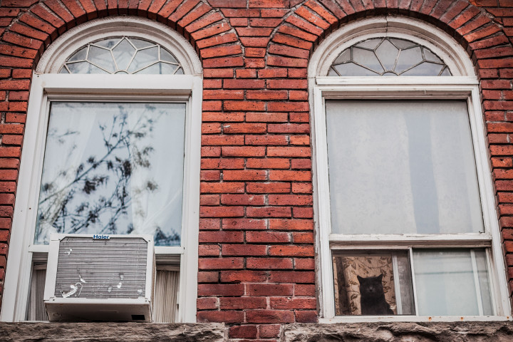 Window Cat