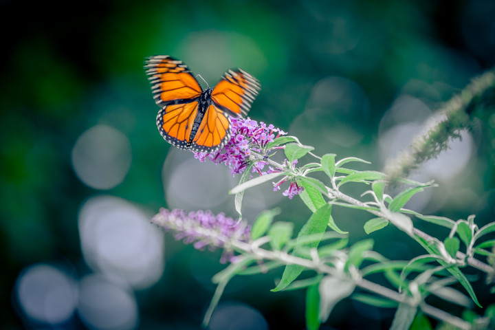 Butterfly Beating It’s Wings