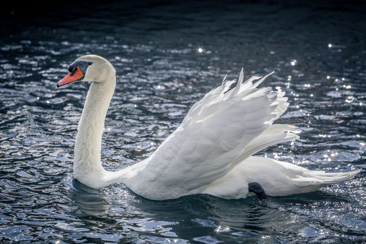 Swan