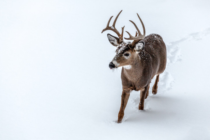 Buck