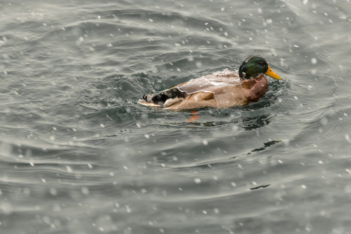 Water Off A Duck S Back Duncan Co   Duncan Rawlinson Photo 73664 Toronto Ontario Canada 20131214 IMGL0626 720x480 