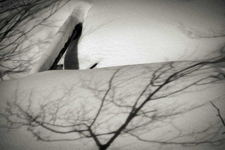 Log and Shadow on Snow