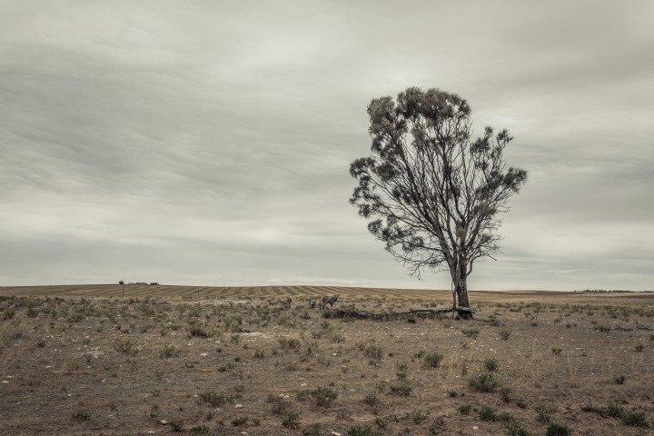 Sheep and a Tree