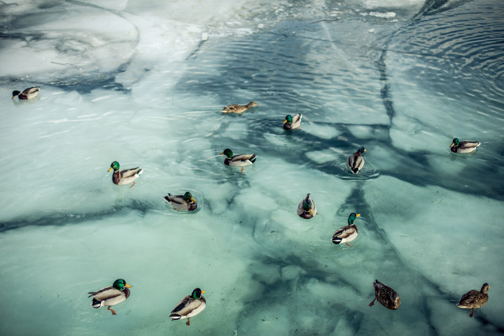 Ducks and Ice