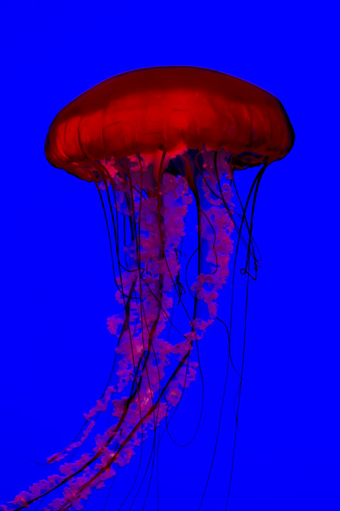 Jellyfish