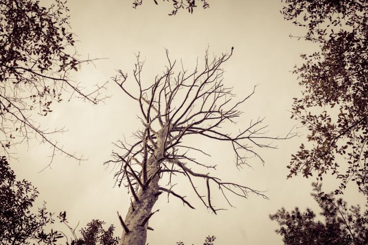 Death of a Tree