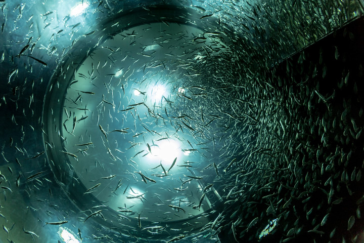 Alewives Fish Tank