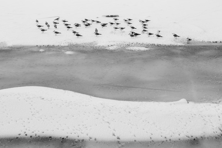 Seagulls On Ice