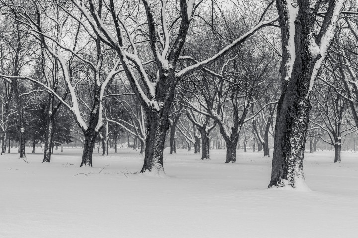 Coronation Park Snow and Trees