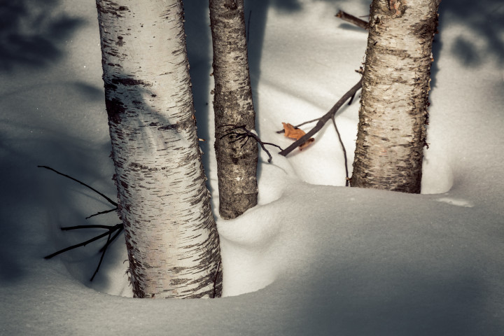 Shadows Trees and Snow