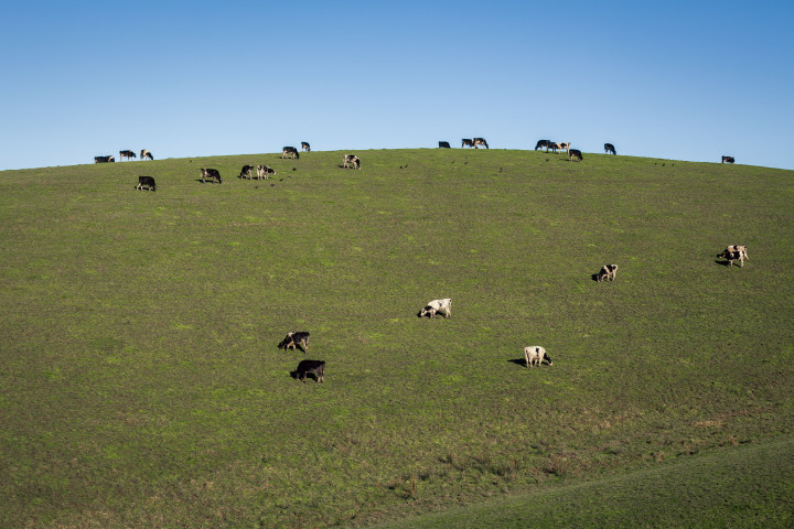 Cows Eating Grass on a Hill