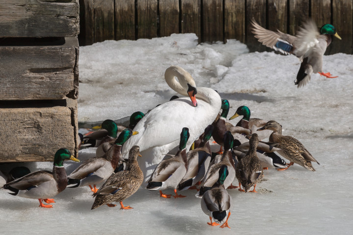 Swan Surrounded By Ducks