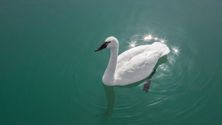 Trumpeter Swan