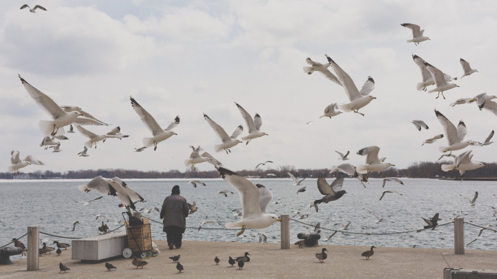 Homeless Woman Feeding Birds