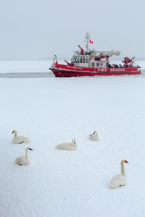 Swans And Fire Rescue Boat