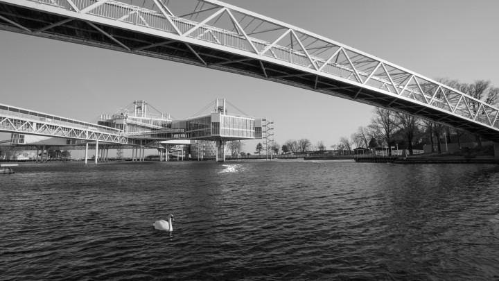 Swan At Ontario Place