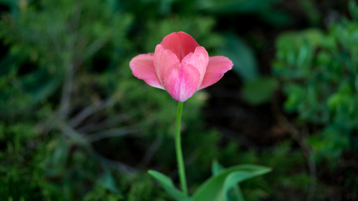 Pink Tulip