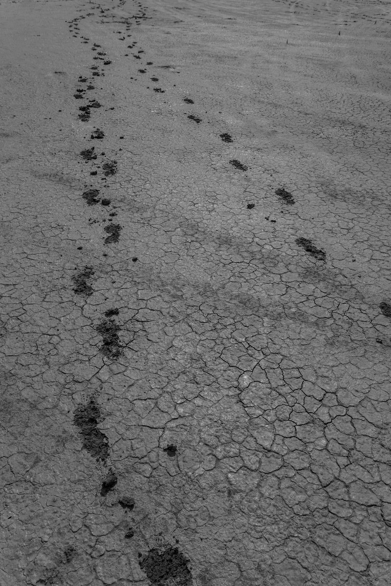 Footprints On The Playa