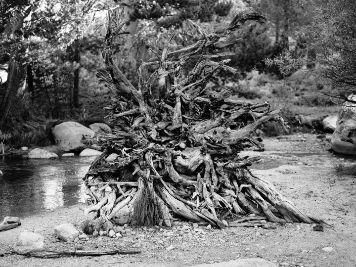 Stump
