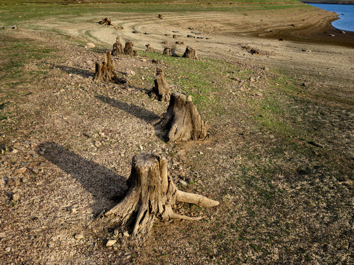 Tree Stumps At Phillips Lake Reservoir
