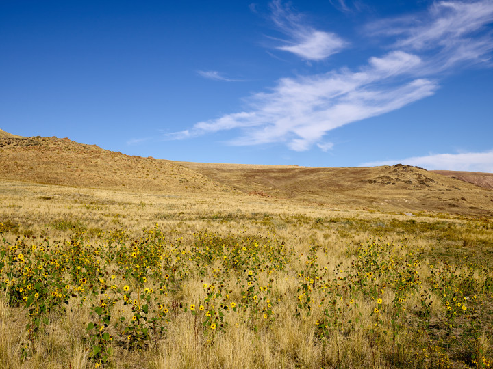 Field Of Flowers