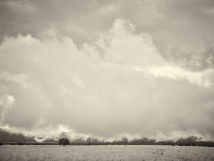 Low Cloud And Tree