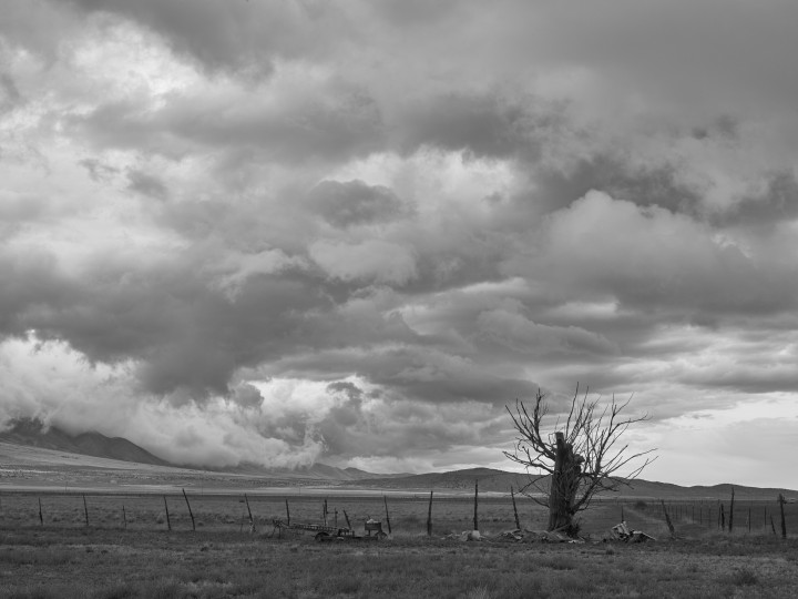 Tree And Clouds