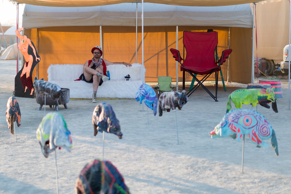 Man Chills So Hard With His Coyotes (Hard To Know If Man Is Tiny Or Huge Due To Chairs)