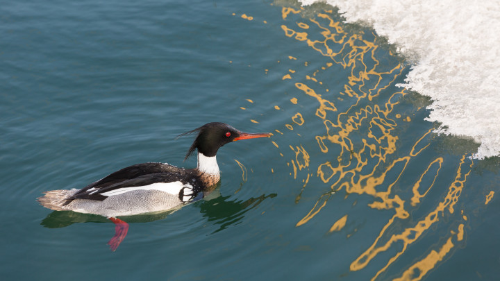 Red-breasted Merganser