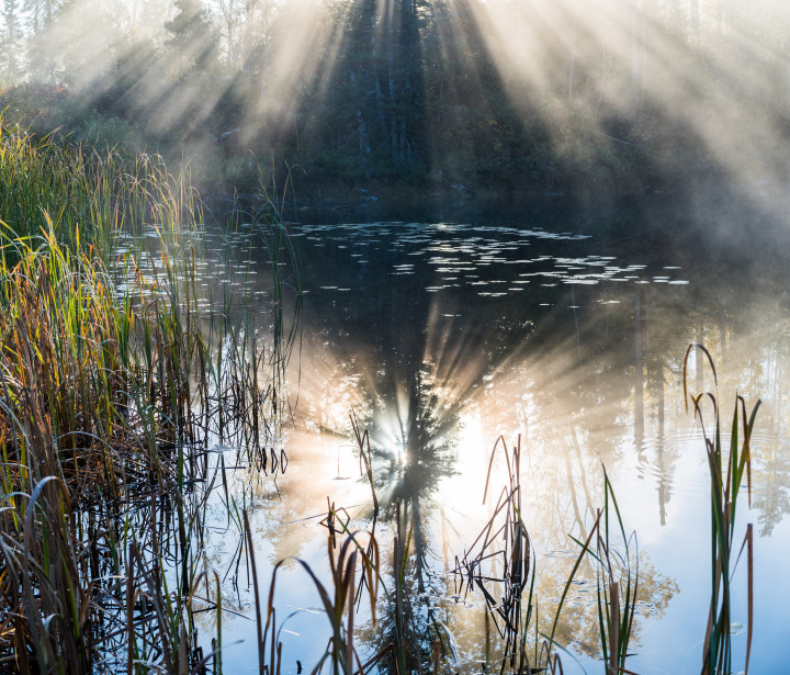 Beams Of Light Through Morning Fog