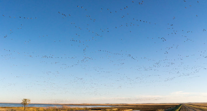 Flock Of Snow Geese