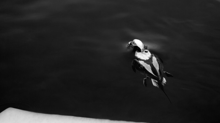 Long Tailed Duck Breaching The Surface