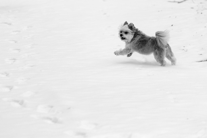 Dog Running In The Snow
