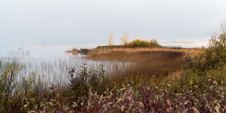 Pointy Little Trees At Dawn