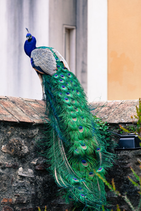 Peacock