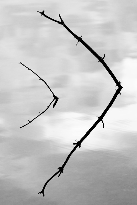 Branch Reflection