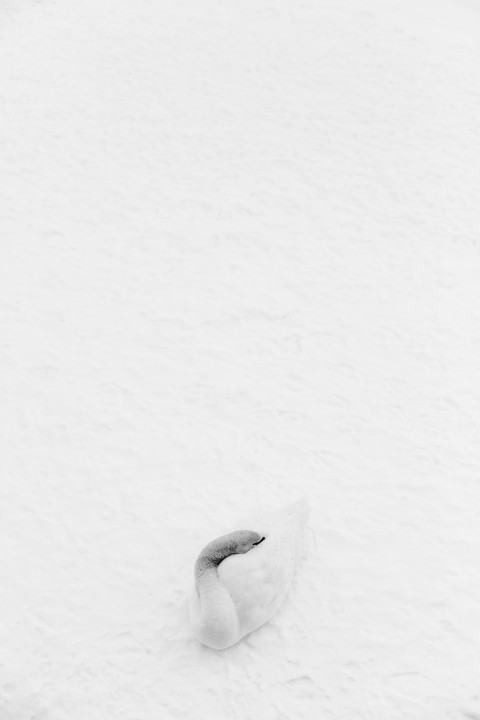 Cold Swan Is Cold