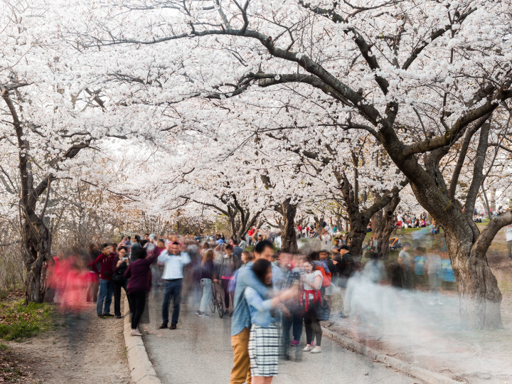 10 Seconds Of Cherry Blossoms