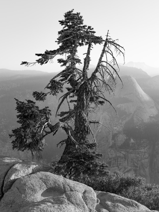 Glacier Point Tree