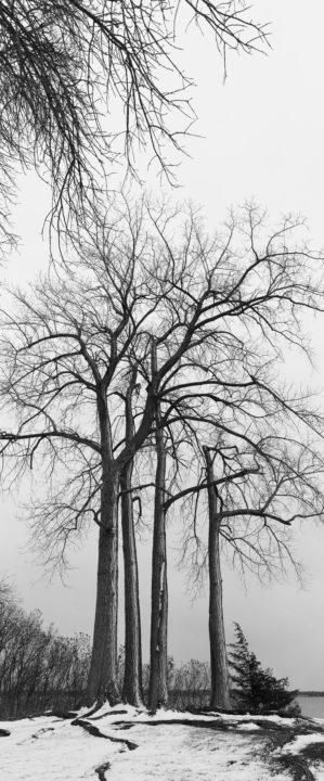 Four Tall Trees