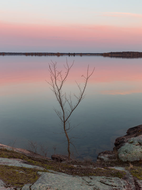 Small Tree On Shoreline At Dusk