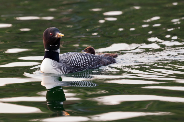 Loon And Chick