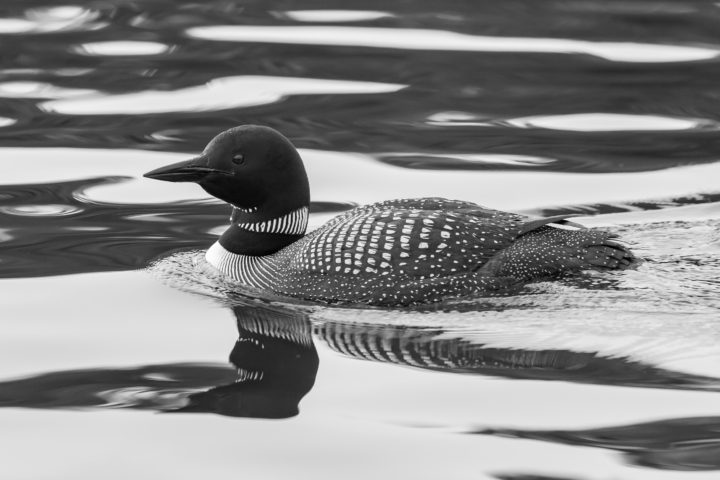 Loon