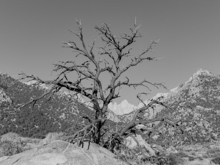 Tree At The Foot Of Mount Whitney
