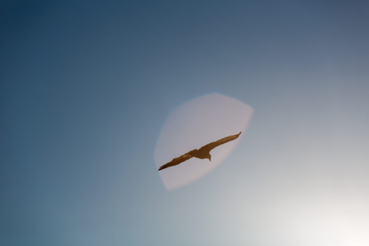 Bald Eagle And Lens Flare