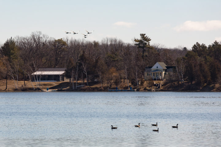 Swans Vs Geese