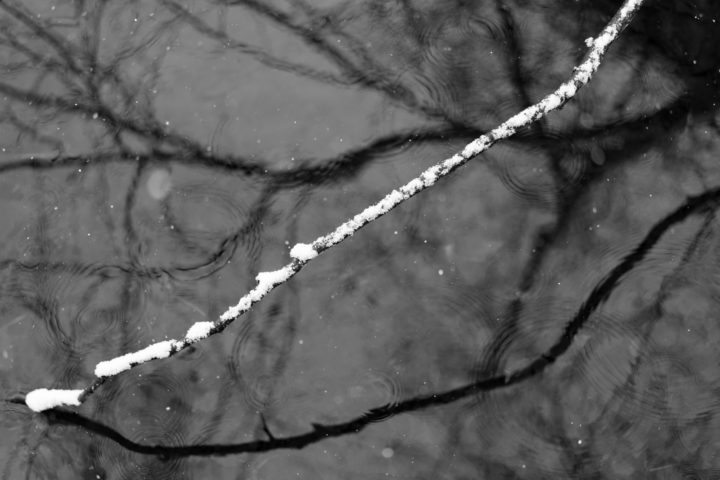 Twig With Snow Above Water With Droplets